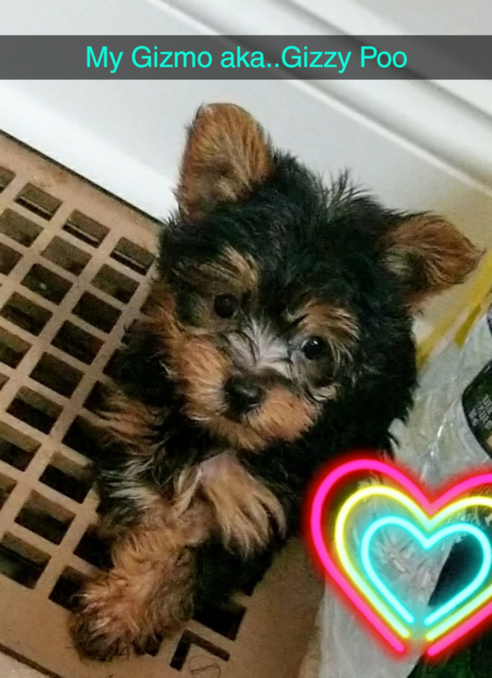 Small Yorkshire Terrier Pup