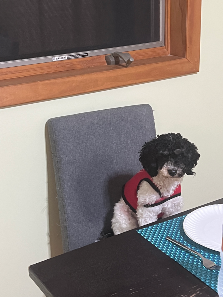 Poodle Being Cute