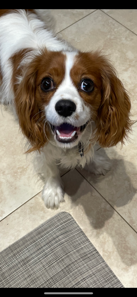 Small Cavalier King Charles Spaniel Pup