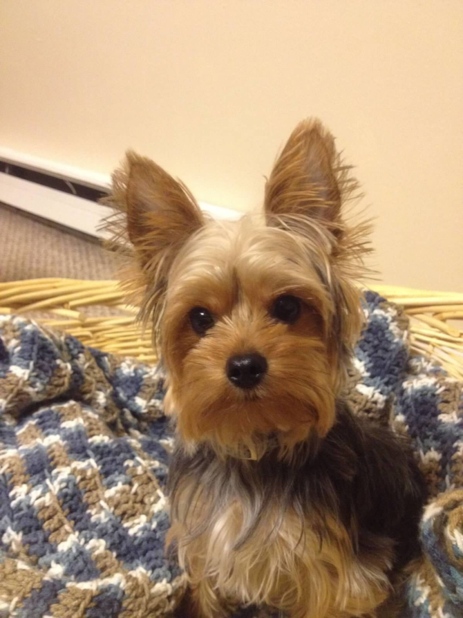 Lebron - Yorkshire Terrier Puppy For Sale Premier Pups Lebron - Yorkshire Terrier Puppy For Sale Premier Pups
