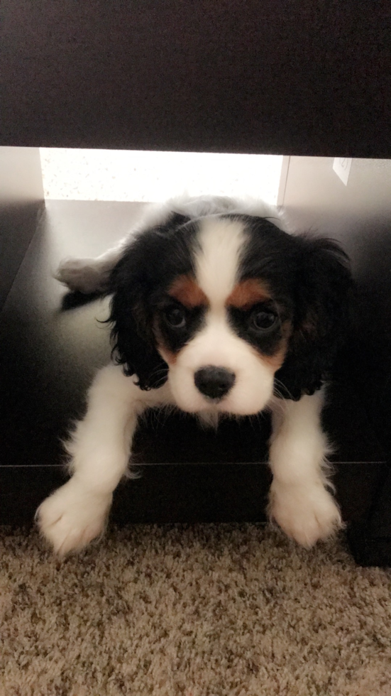Smart Cavalier King Charles Spaniel Pup in Streetsboro OH