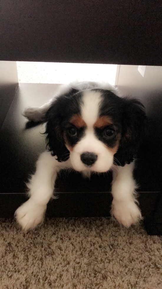 Cavalier King Charles Spaniel
