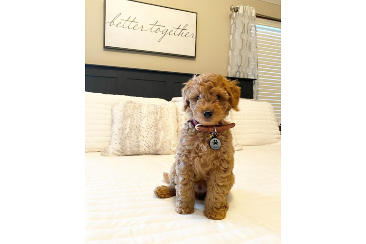 Meet Rooney - our Mini Goldendoodle Puppy Photo 1/3 - Premier Pups