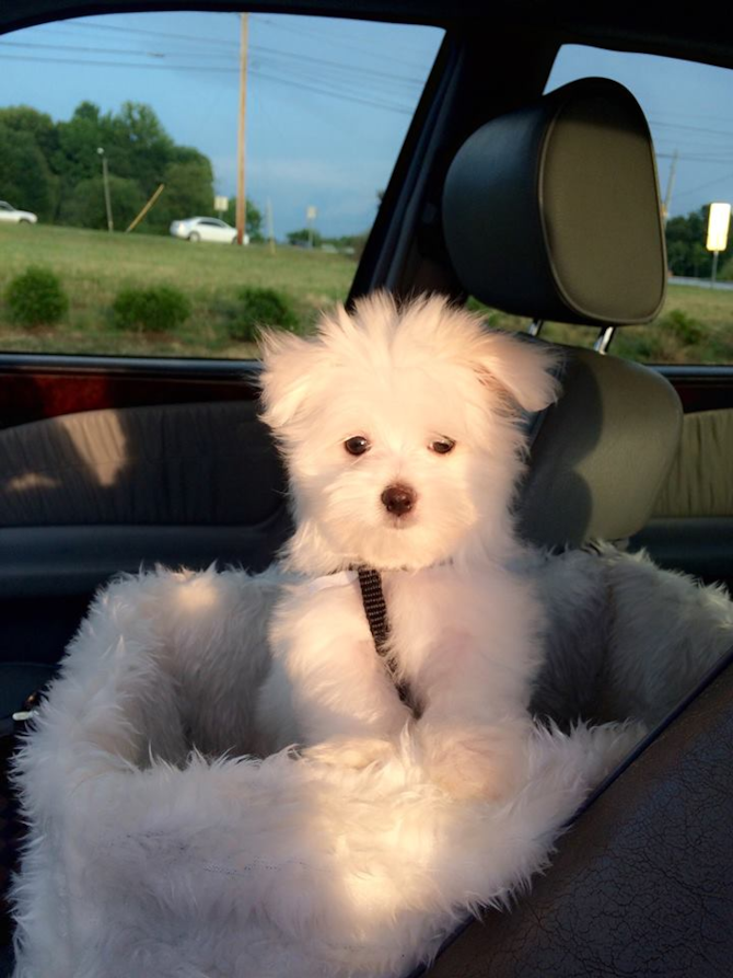 Tyler - Maltese Puppy For Sale Premier Pups Tyler - Maltese Puppy For Sale Premier Pups