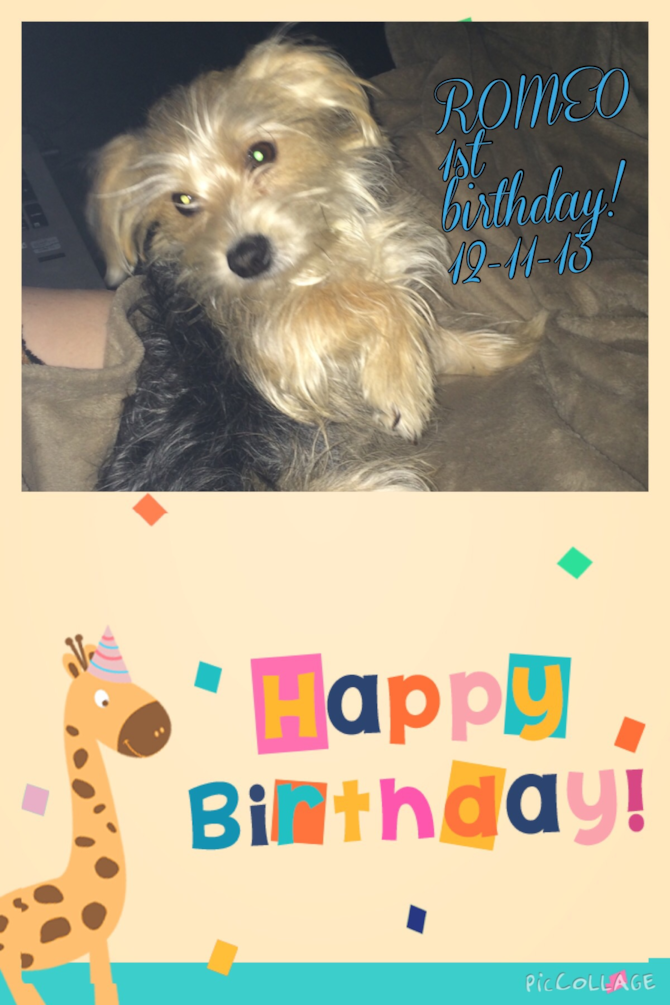 ROMEO-JUELZ - Morkie Puppy For Sale Premier Pups ROMEO-JUELZ - Morkie Puppy For Sale Premier Pups