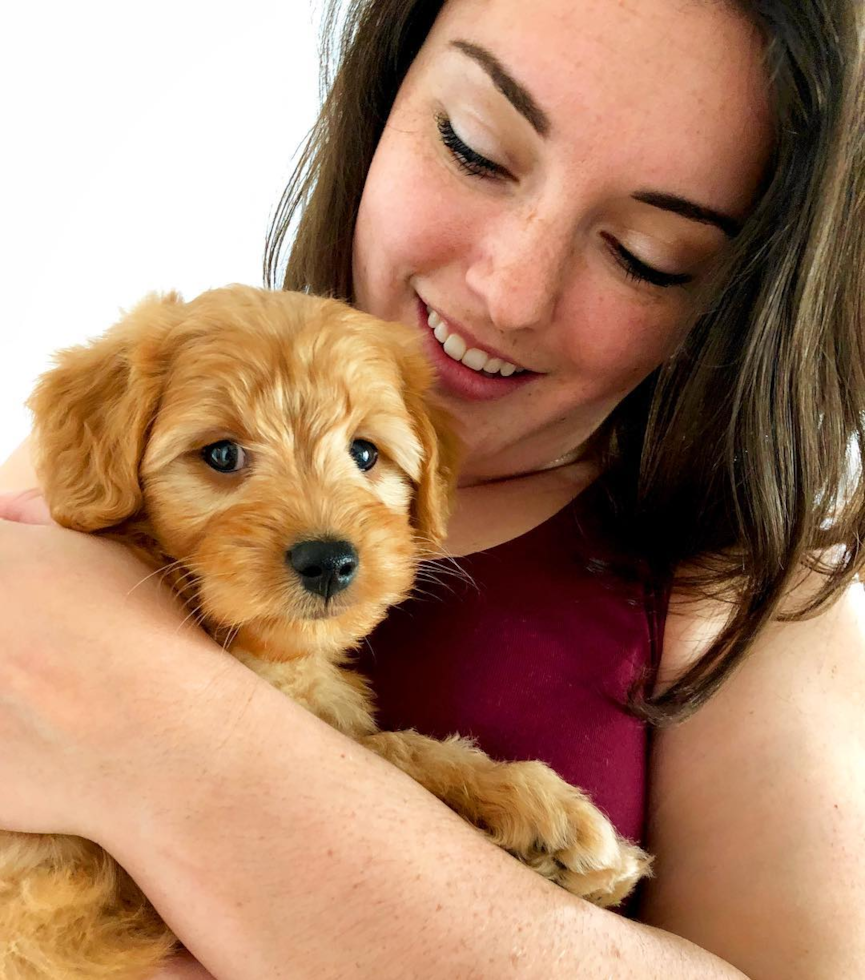 Orlando Mini Goldendoodle Pup