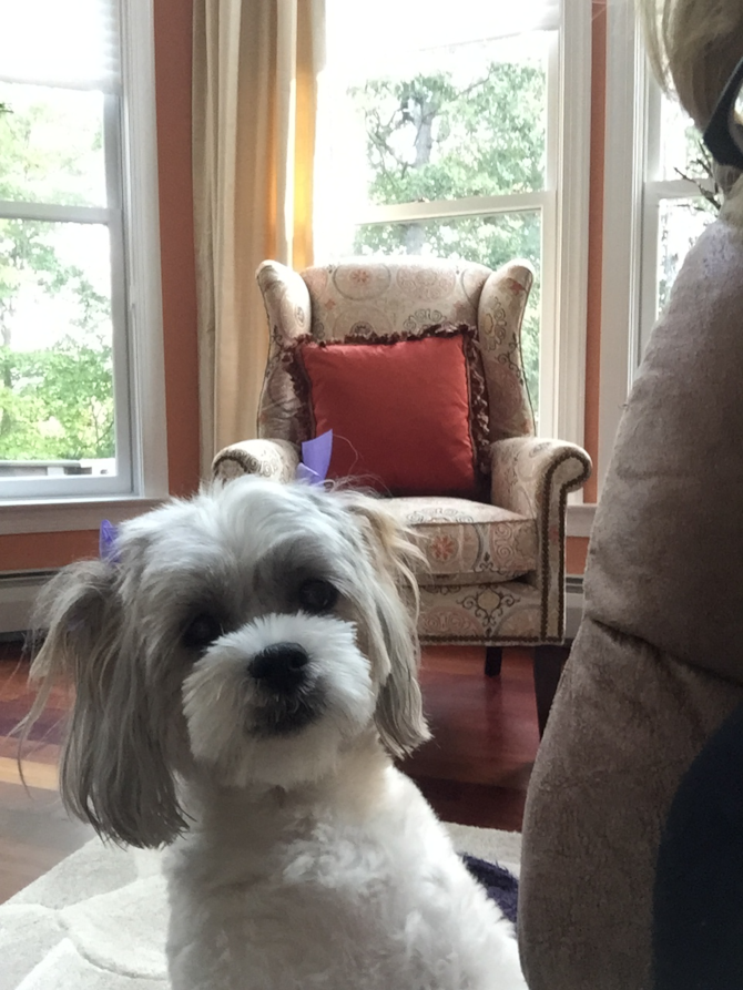 Priscilla - Teddy Bear Puppy For Sale Premier Pups Priscilla - Teddy Bear Puppy For Sale Premier Pups