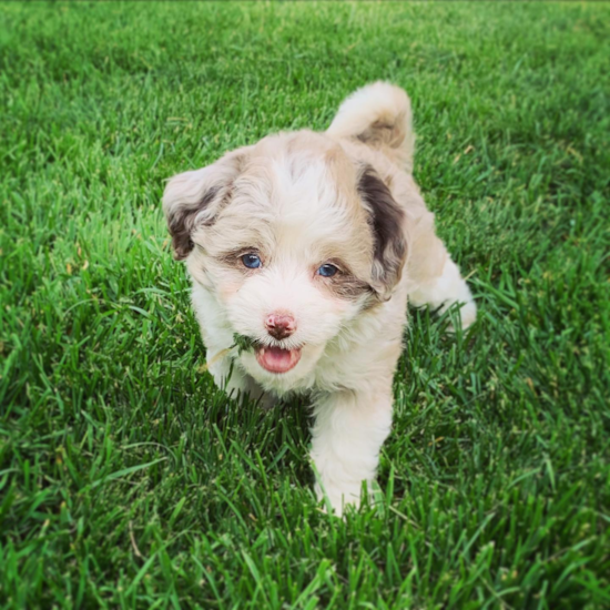 Cute Mini Aussiedoodle Pup