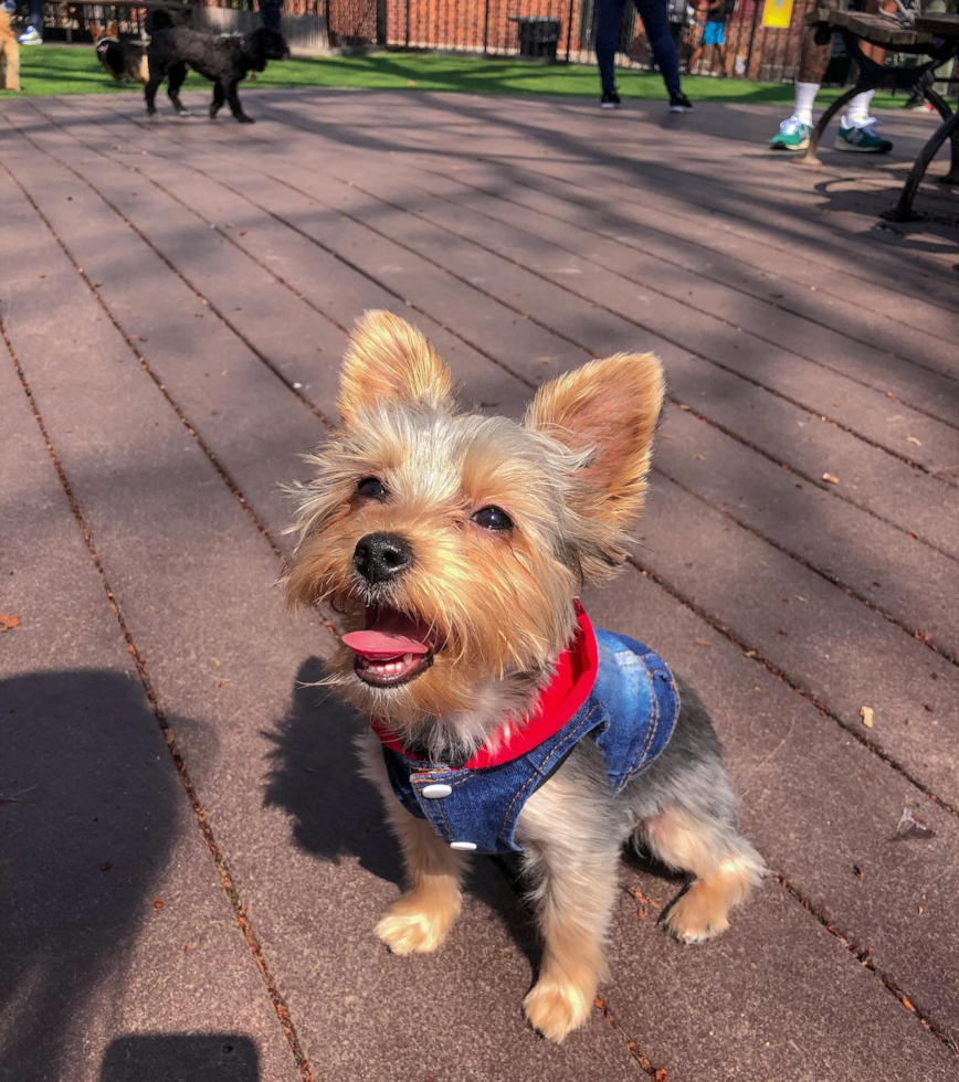 Smart Yorkshire Terrier Pup in New York NY