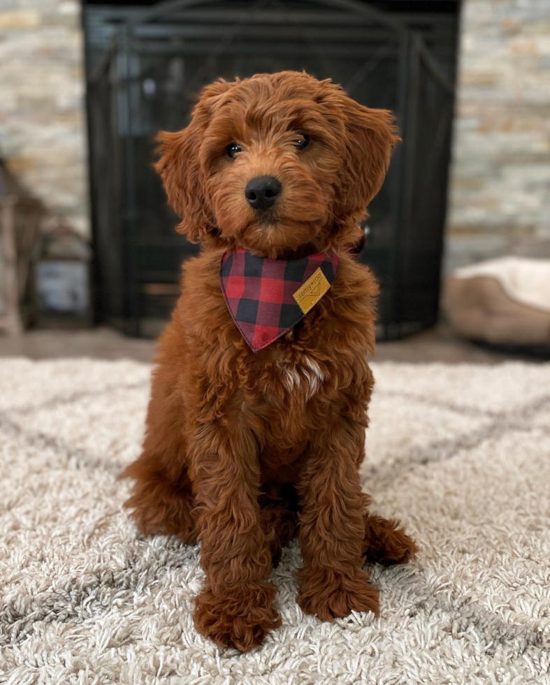 Friendly Mini Goldendoodle Pup in Monroe OH