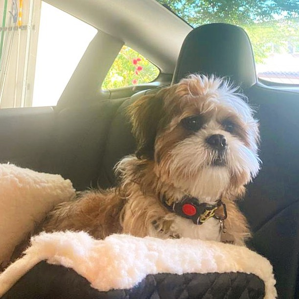 Adorable Shih Tzu Pup in Lake Forest CA