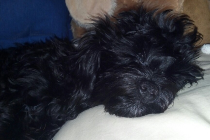 Gregory - 5 mos - Morkie Puppy For Sale Premier Pups Gregory - 5 mos - Morkie Puppy For Sale Premier Pups