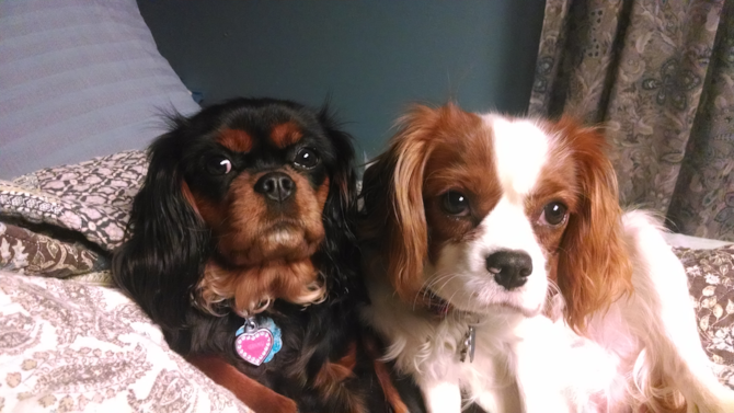 Ginny (black and tan) and Lenny (Blenheim) - Cavalier King Charles Spaniel Puppy For Sale Premier Pups Ginny (black and tan) and Lenny (Blenheim) - Cavalier King Charles Spaniel Puppy For Sale Premier Pups