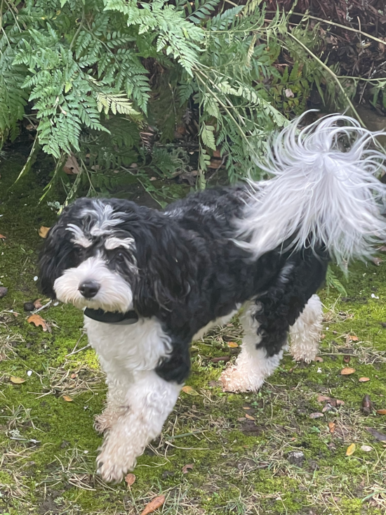 Healdsburg Cavachon Pup