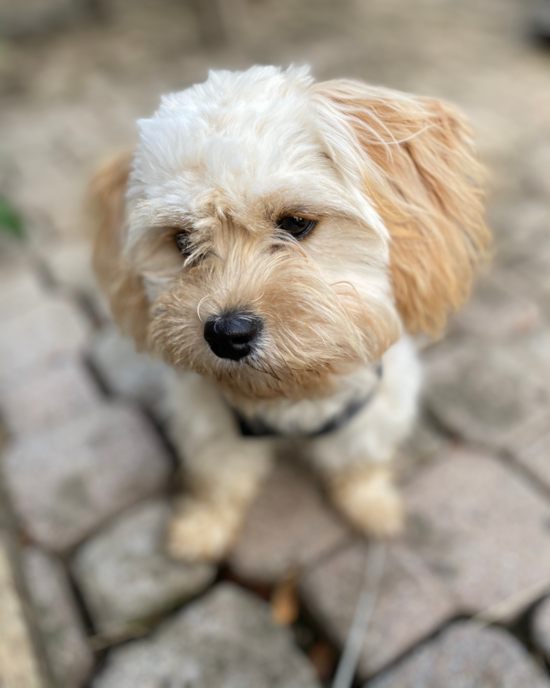 Cavachon Being Cute