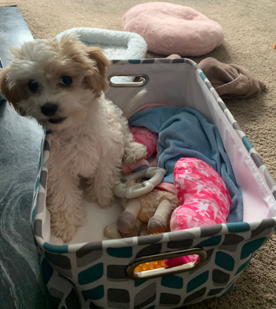 Playful Cavalier Designer Pup