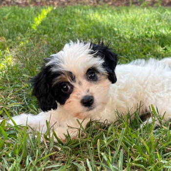 Kya, a Cavachon puppy from San Jose CA