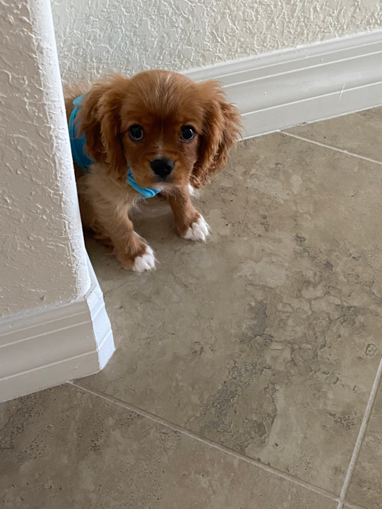 Happy Cavalier King Charles Spaniel Purebred Pup