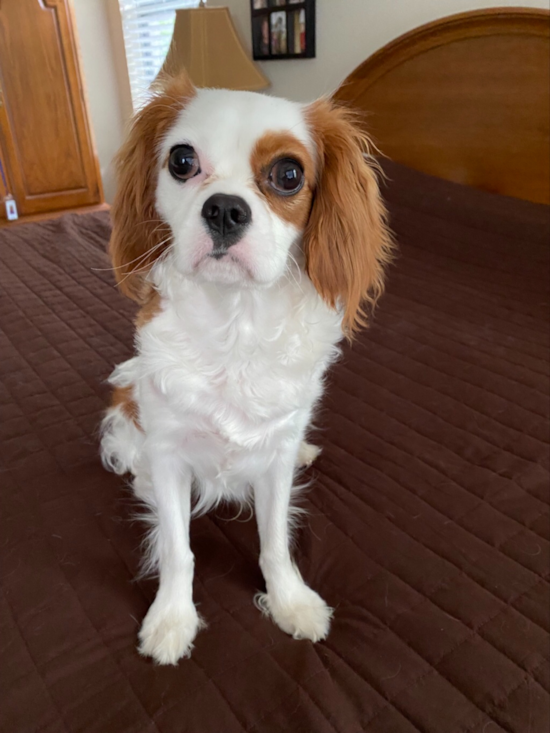 Sweet Cavalier King Charles Spaniel Purebred Pup