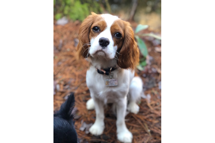 Meet Courtney - our Cavalier King Charles Spaniel Puppy Photo 1/3 - Premier Pups