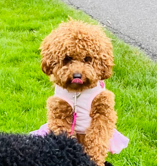 Cavapoo Being Cute