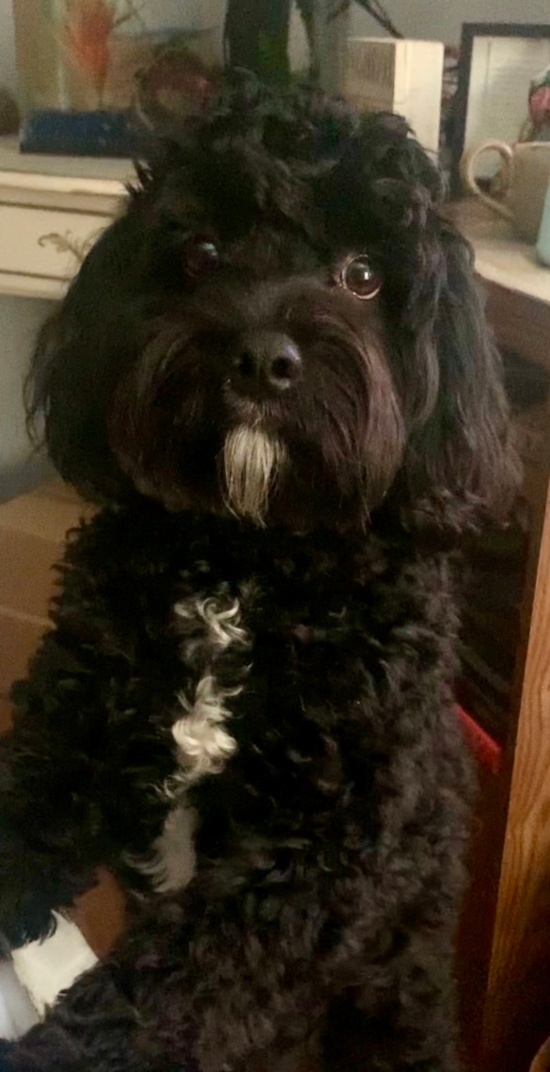 Little Cavoodle Poodle Mix Pup