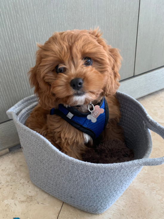 Petite Cavapoo Poodle Mix Pup