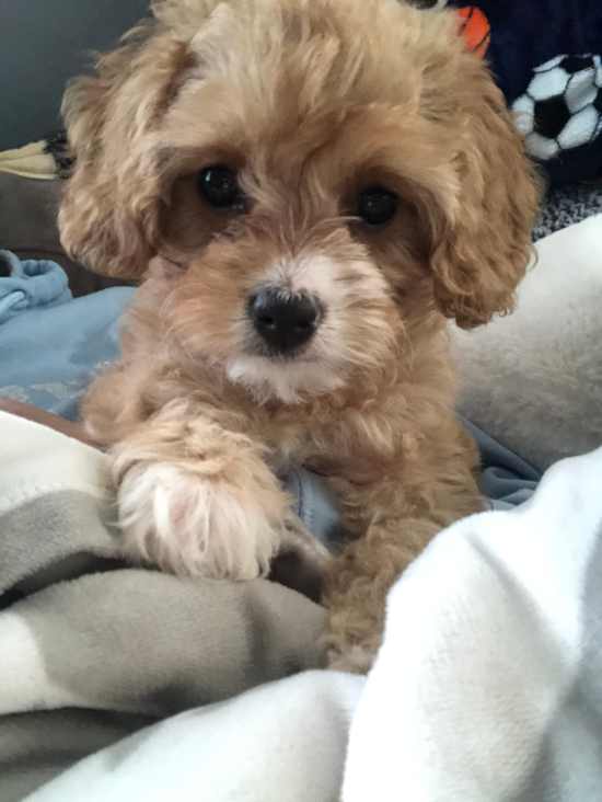 Cavapoo Being Cute