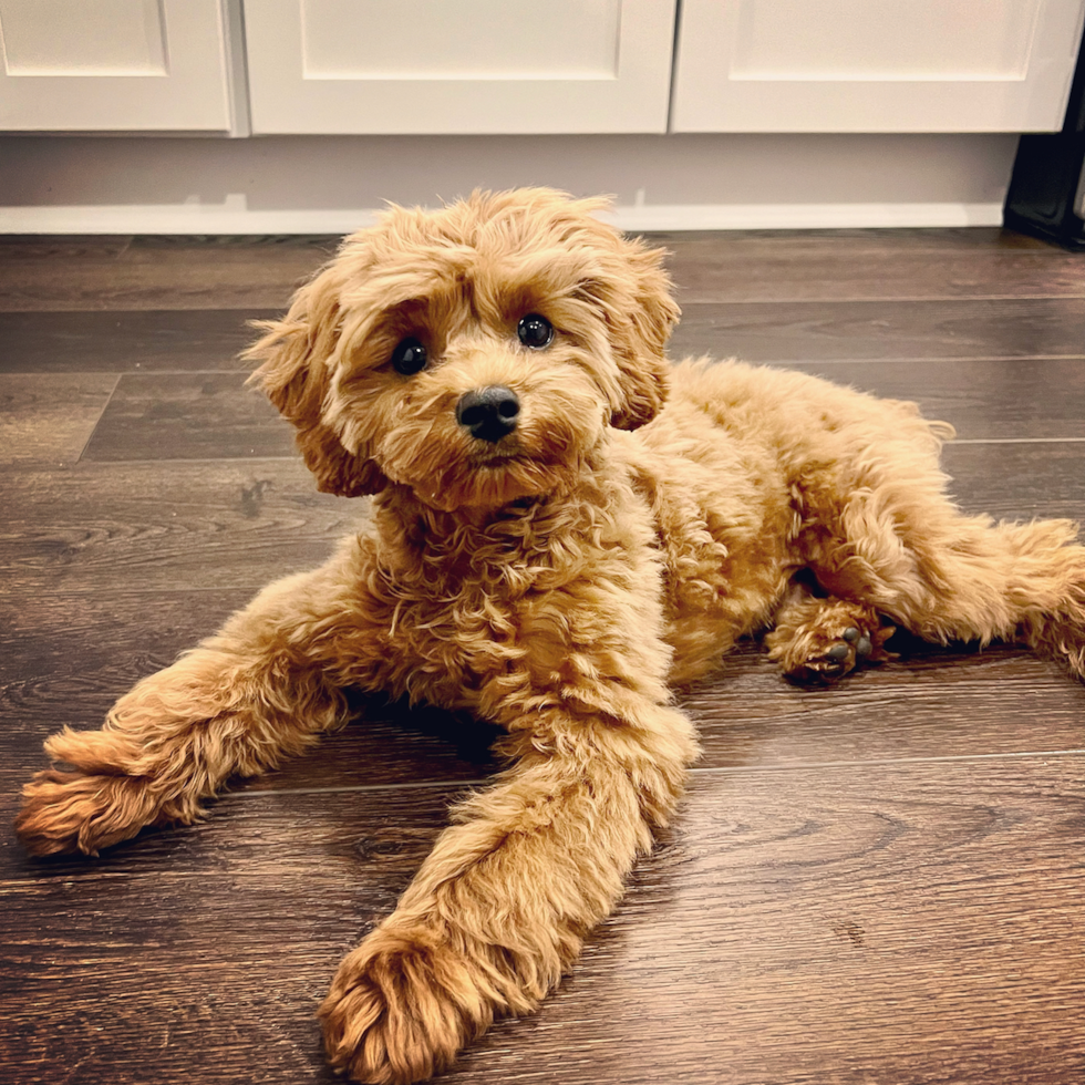 Sweet Cavapoo Pup in Frederick MD