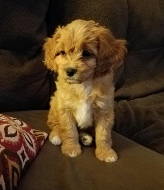 Funny Cavapoo Poodle Mix Pup