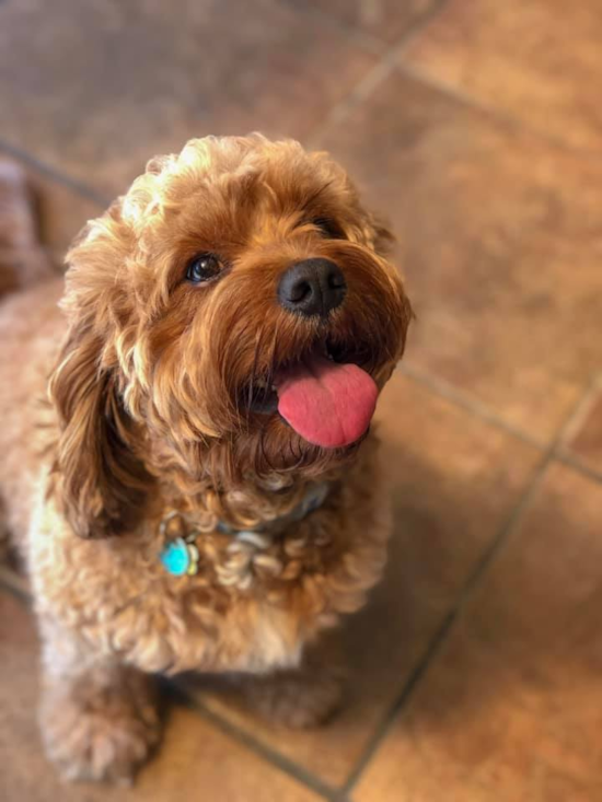 Cavapoo Being Cute