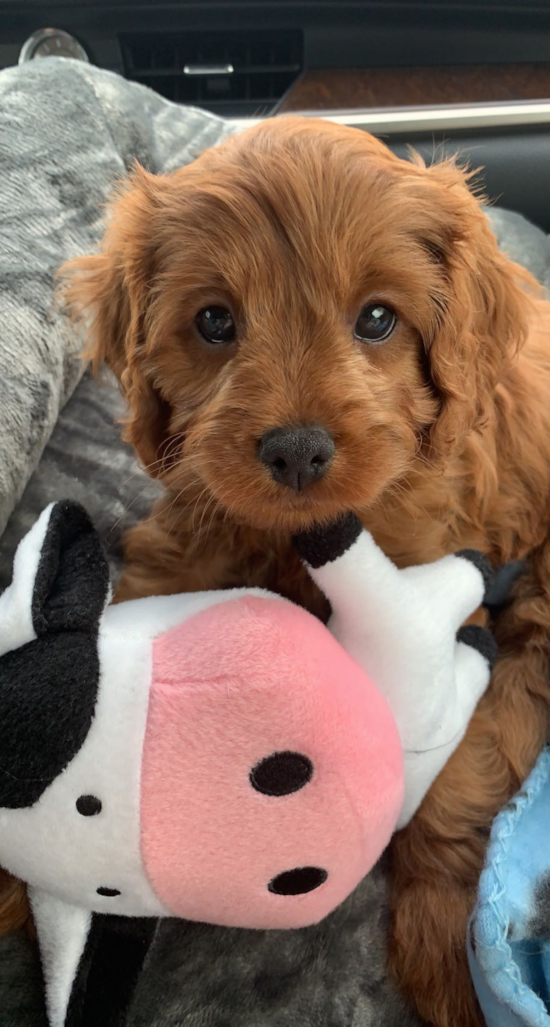 Happy Cavapoo Pup