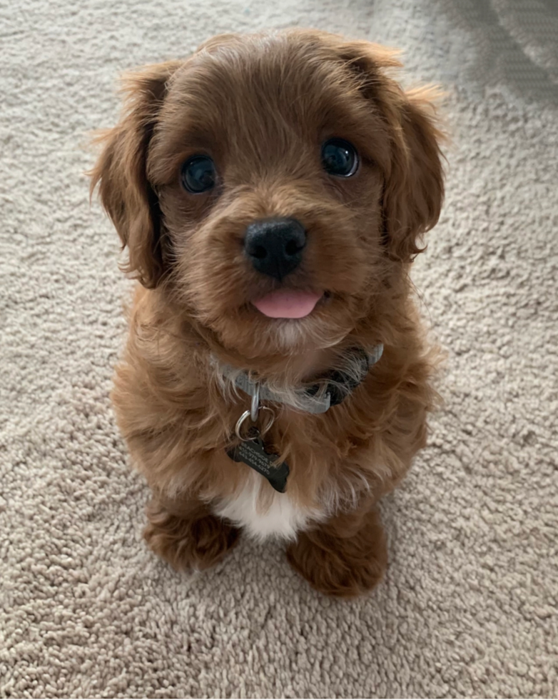 Small Cavapoo Pup in Stevensville MD