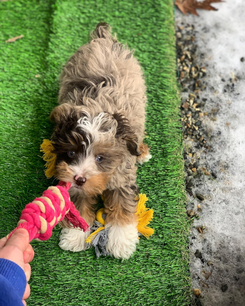 Mini Aussiedoodle Being Cute