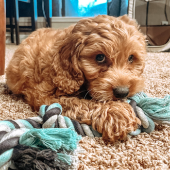 Hendrick, a Mini Goldendoodle puppy from Visalia, CA Hendrick, a Mini Goldendoodle puppy from Visalia, CA