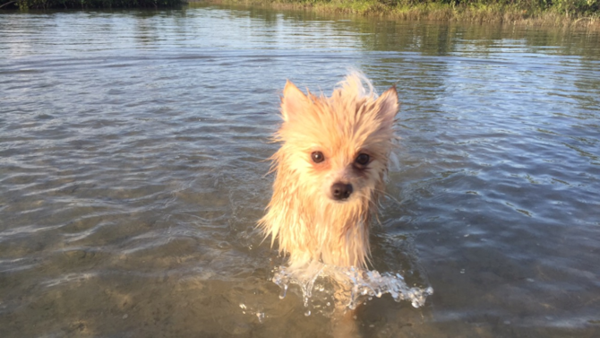Puff - Pomeranian Puppy For Sale Premier Pups Puff - Pomeranian Puppy For Sale Premier Pups