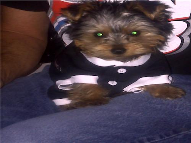 Charlie Rascal - Yorkshire Terrier Puppy For Sale Premier Pups Charlie Rascal - Yorkshire Terrier Puppy For Sale Premier Pups