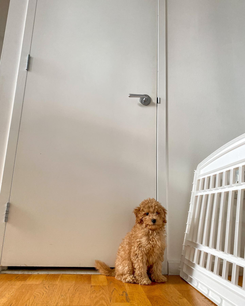 Happy Mini Goldendoodle Pup in New York NY