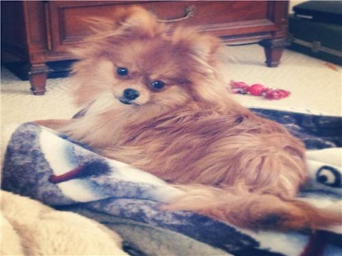 Teddy - Pomeranian Puppy For Sale Premier Pups Teddy - Pomeranian Puppy For Sale Premier Pups