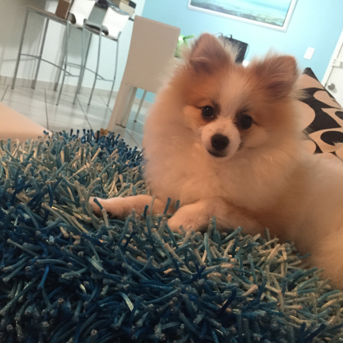 Lyah - Pomeranian Puppy For Sale Premier Pups Lyah - Pomeranian Puppy For Sale Premier Pups