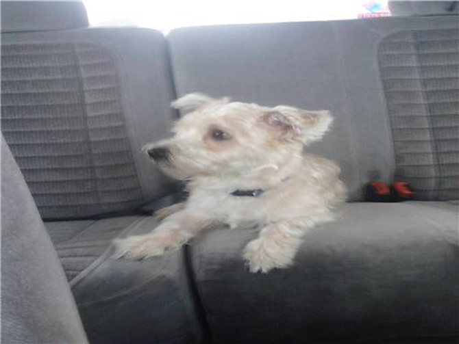 Little Bear - Yorkie Poo Puppy For Sale Premier Pups Little Bear - Yorkie Poo Puppy For Sale Premier Pups