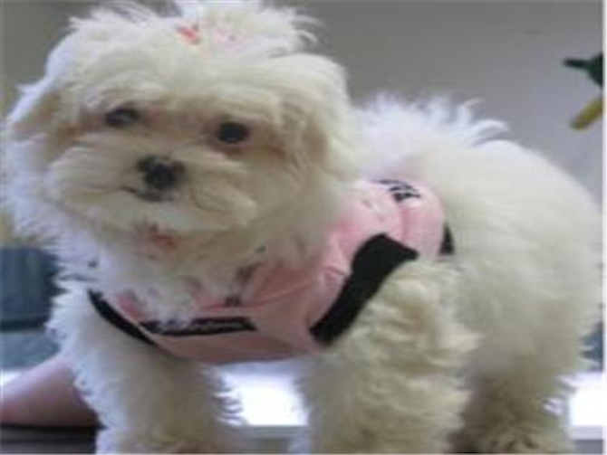 Molly Maraschino - Maltese Puppy For Sale Premier Pups Molly Maraschino - Maltese Puppy For Sale Premier Pups