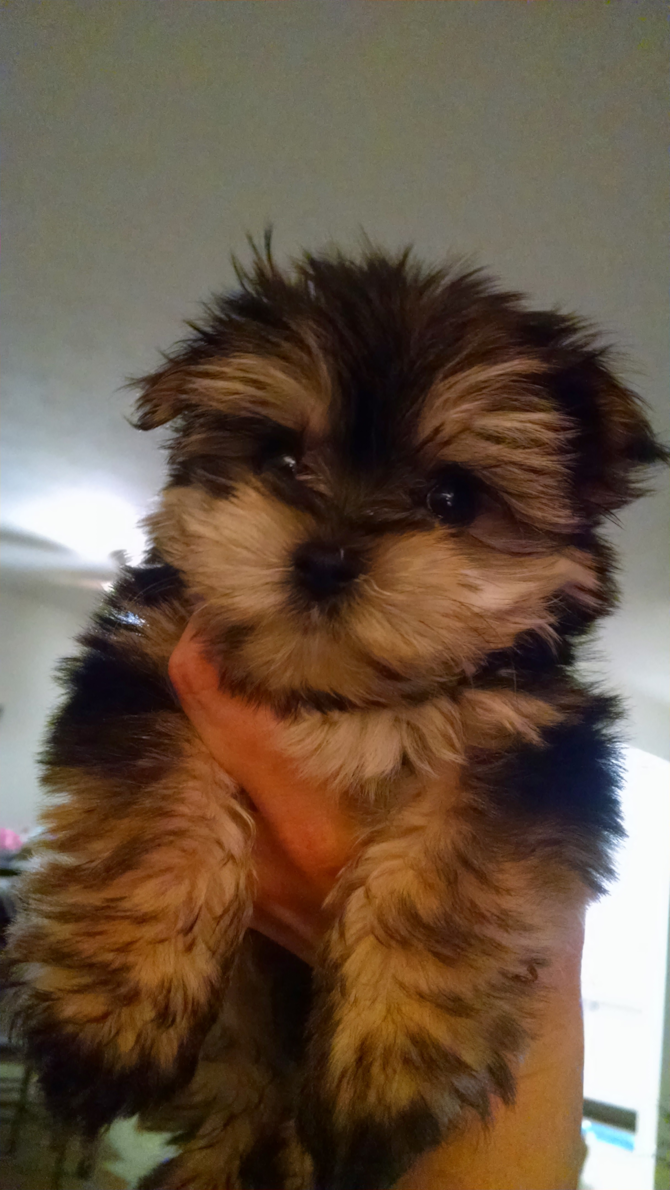 Roscoe aka Ralph - Morkie Puppy For Sale Premier Pups Roscoe aka Ralph - Morkie Puppy For Sale Premier Pups