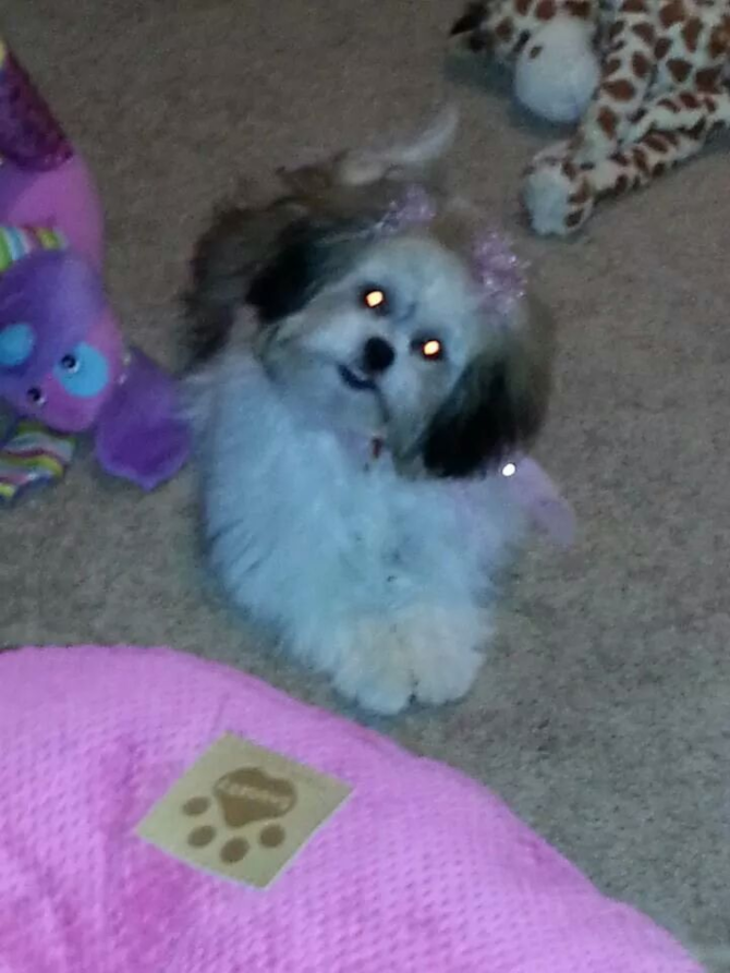 Ashley Rose - Teddy Bear Puppy For Sale Premier Pups Ashley Rose - Teddy Bear Puppy For Sale Premier Pups