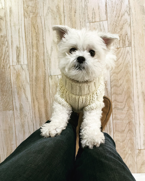 Teddy Bear