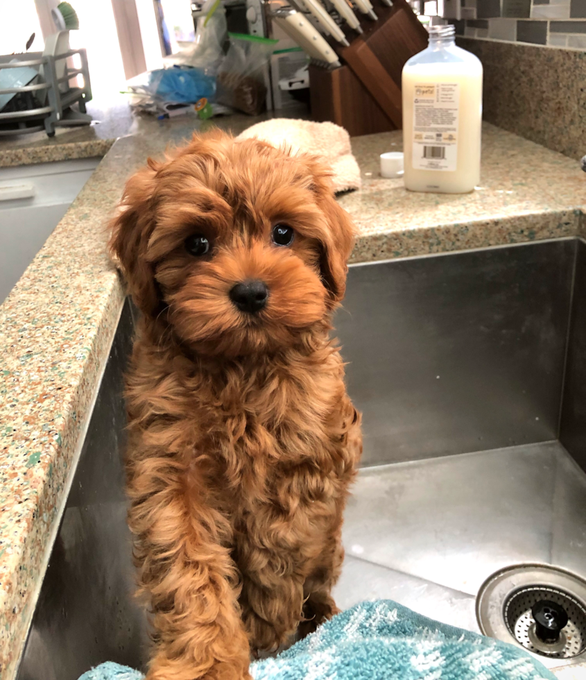 Small Cavapoo Pup in