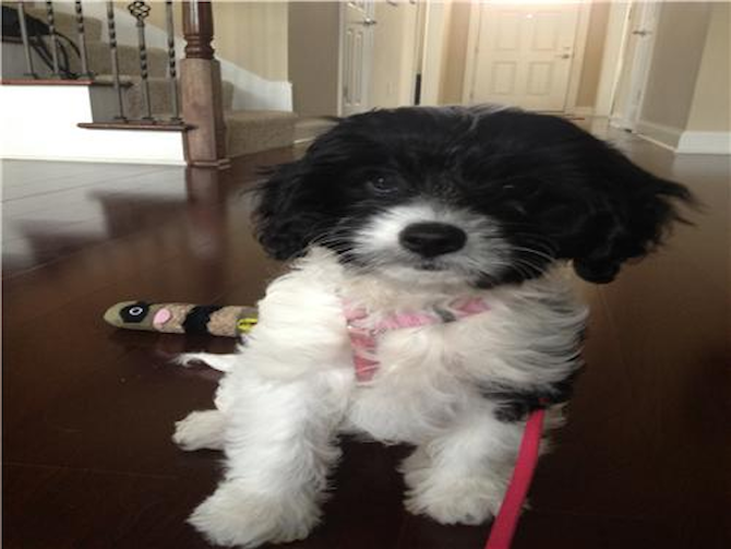 Bella (formerly Betsy) - Cavapoo Puppy For Sale Premier Pups Bella (formerly Betsy) - Cavapoo Puppy For Sale Premier Pups