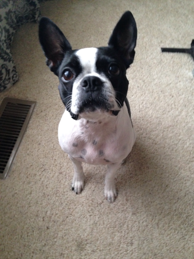Coco - Boston Terrier Puppy For Sale Premier Pups Coco - Boston Terrier Puppy For Sale Premier Pups
