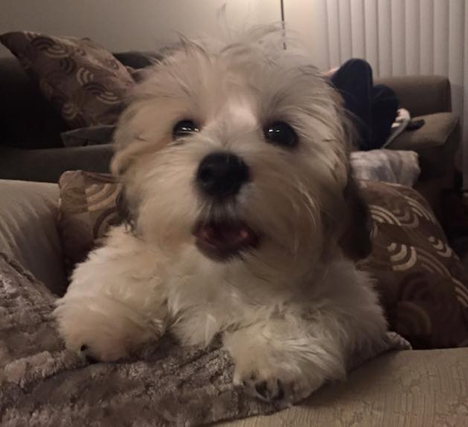 Theodore - Havanese Puppy For Sale Premier Pups Theodore - Havanese Puppy For Sale Premier Pups