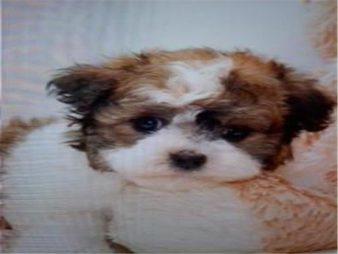 Jake - Havanese Puppy For Sale Premier Pups Jake - Havanese Puppy For Sale Premier Pups